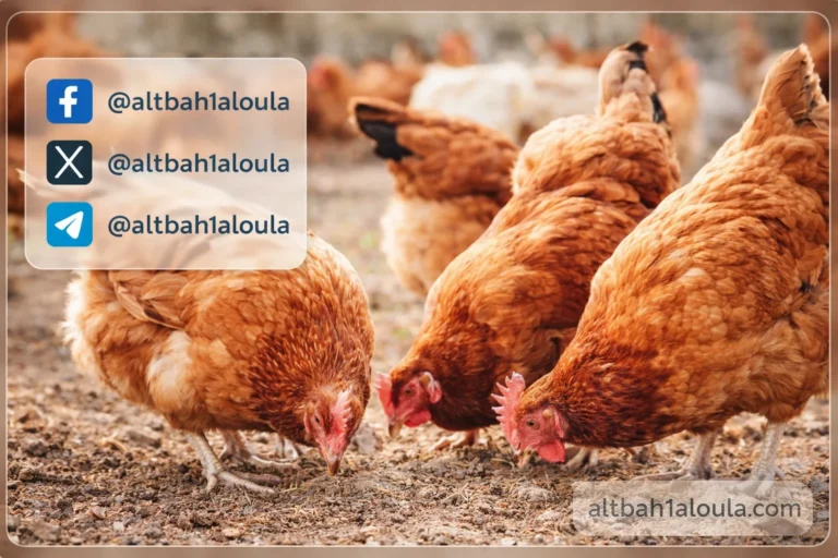 استقرار أسعار الفراخ اليوم في مطروح 23 مارس 2026 بعد الارتفاع الأخير بالسوق المحلي